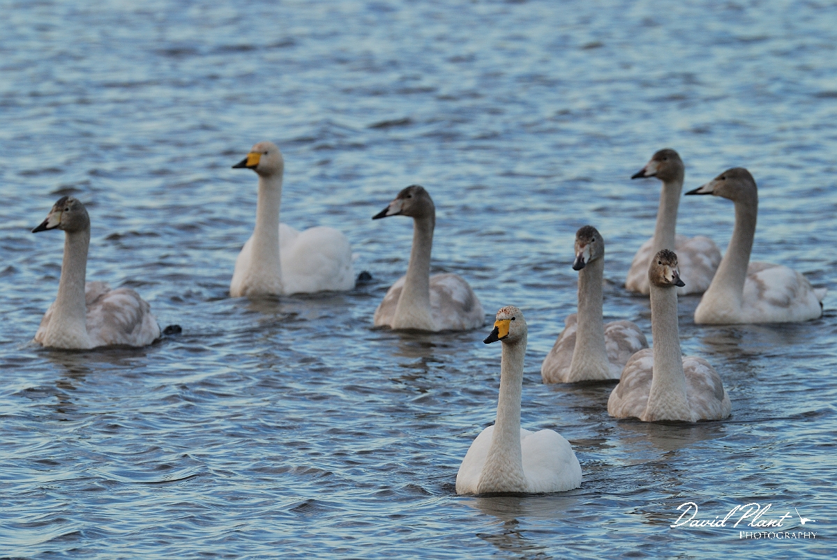 David Plant Photography - Wildlife Photographer - Whooper swan family - AJ.jpg - Whooper swan family swimming together - Welney